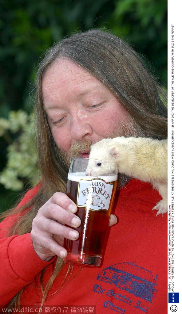 APOLLO THE FERRET TASTING THE NEWLY LAUNCHED 'FURSTY FERRET ALE' AT THE GRIBBLE INN, OVING, WEST SUSSEX, BRITAIN - 28 APR 2003