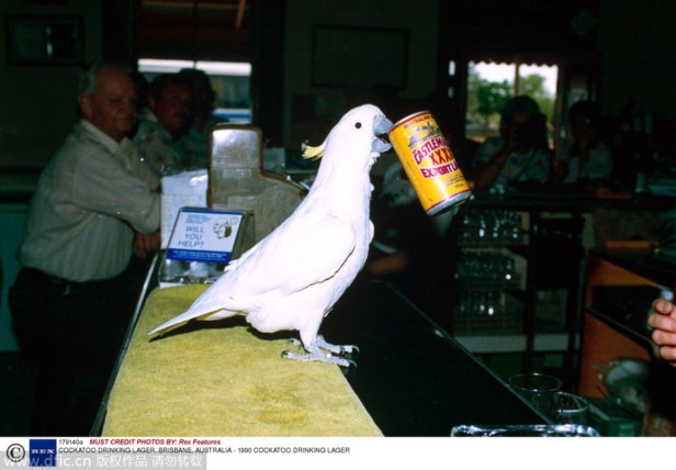 COCKATOO DRINKING LAGER, BRISBANE, AUSTRALIA - 1990