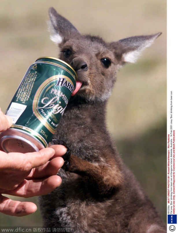 Pet joey 'Boo' drinking from beer can at Kangaroo Island, Adelaide, Australia - 14 Feb 2001