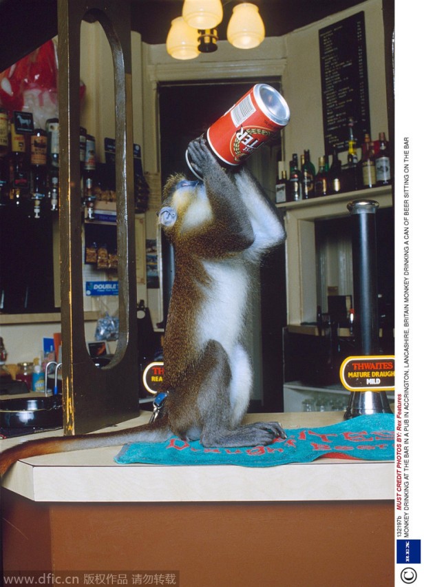MONKEY DRINKING AT THE BAR IN A PUB IN ACCRINGTON, LANCASHIRE, BRITAIN