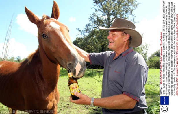 Farmer cures his horse with XXXX Gold lager in Lismore, Australia - 31 Mar 2011