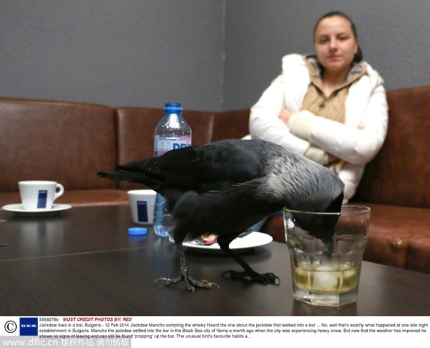 Jackdaw lives in a bar, Bulgaria - 12 Feb 2014